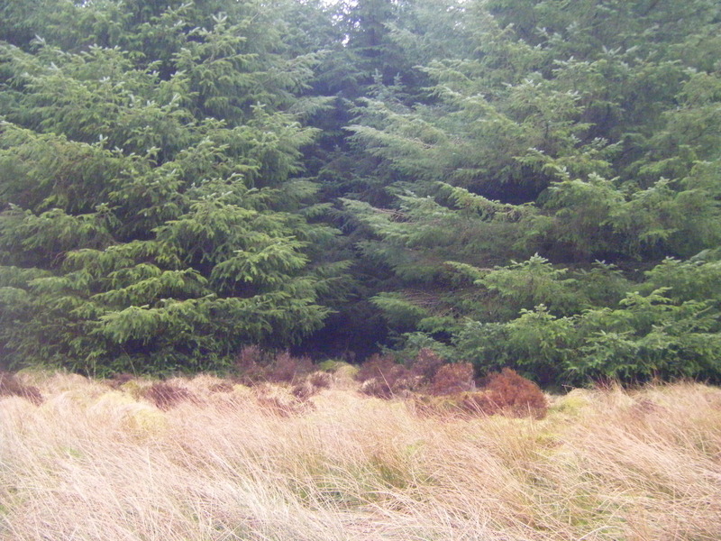 Looking toward the confluence