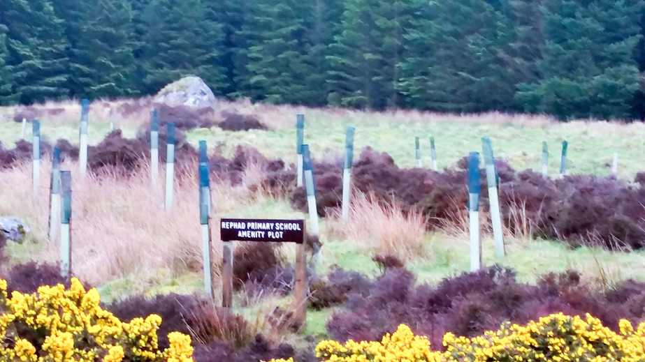 community garden