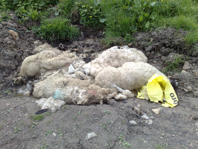 Four dead sheep