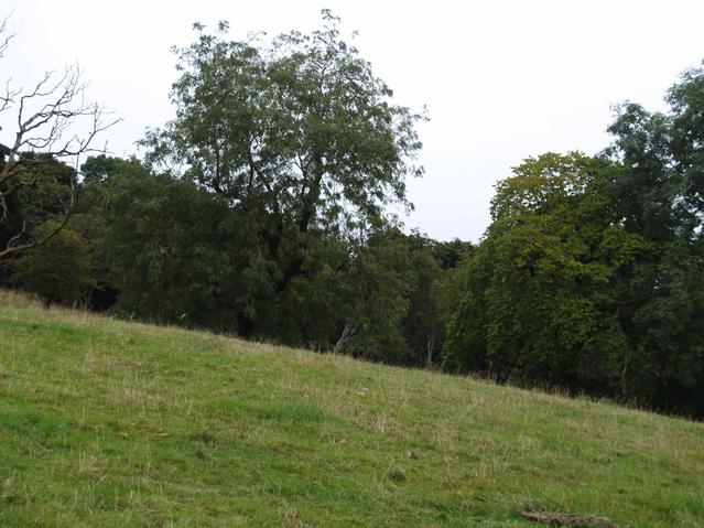 the view east - evidence of the field's usual inhabitants