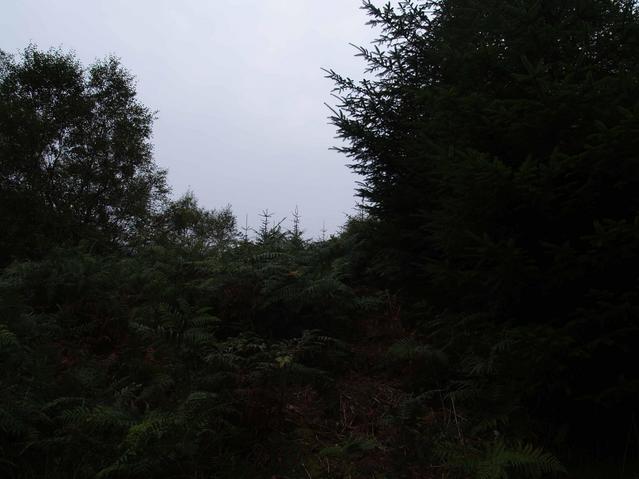 the north - a pine tree
