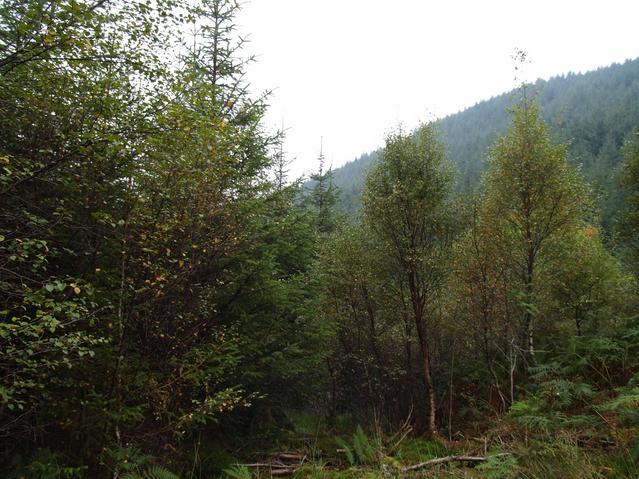 and south - a whole hillside of them