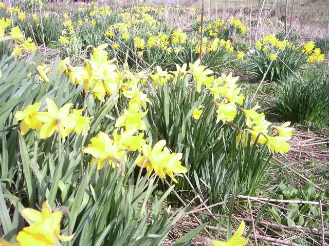 Daffs