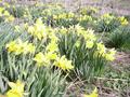 #10: Daffs