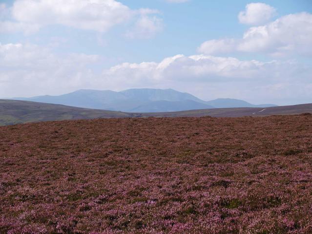 Confluence in the immediate foreground, Lochnagar in the background