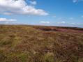 #2: view north - lots of heather