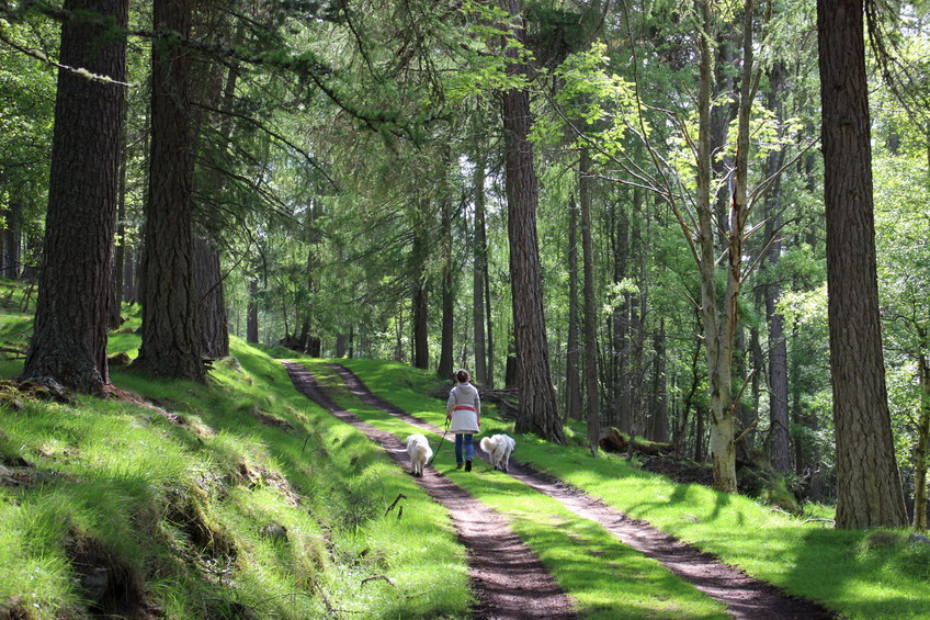 Through the forest