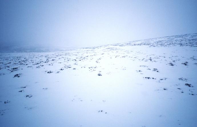 The spot. Snow covered heather.