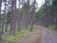#7: Pine forest in Drumguish