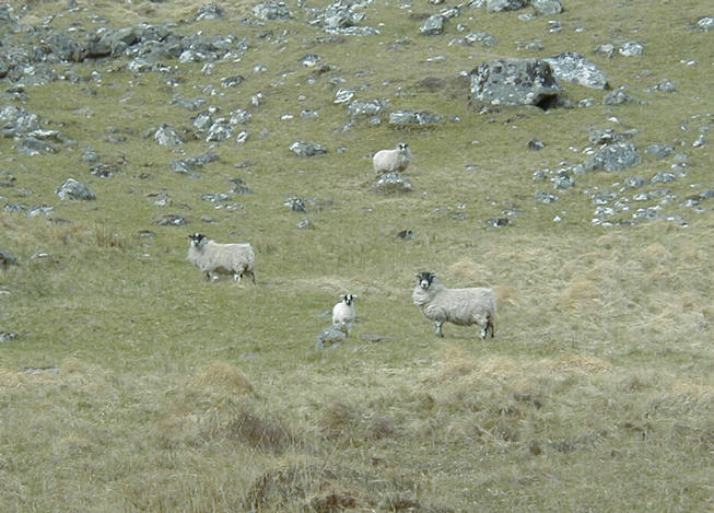 Some sheep watching me