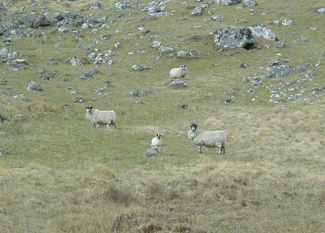 Some sheep watching me