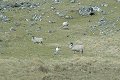 #2: Some sheep watching me