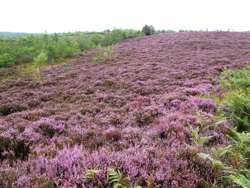 Heather blanket on way down from road