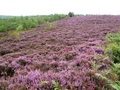 #3: Heather blanket on way down from road