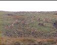 #8: Encounter with a herd of deer
