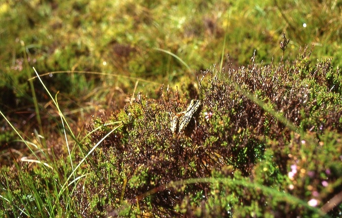 moor frog