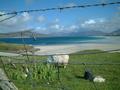 #7: just another beach.....and sheep