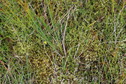 #5: Ground cover