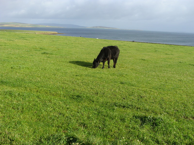 Looking north to 59N 03W, where one cow is not a problem.