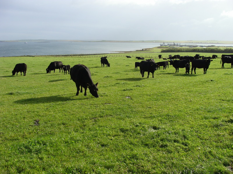 Looking east from 59N 03W, where a whole herd of cattle is another matter!