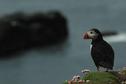 #8: A puffin