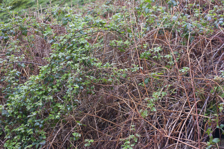 Ground Cover