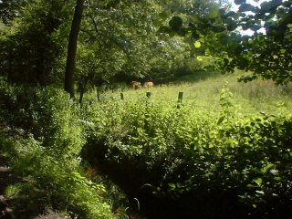 #1: Field and cows near Gyfelia (1)