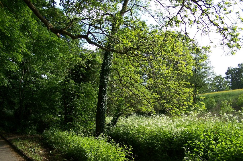 View towards SW from the confluence