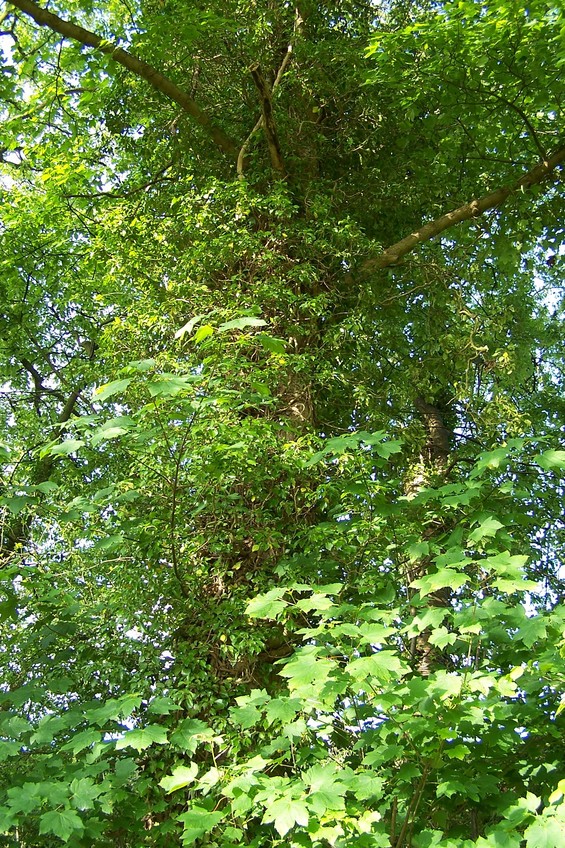 View towards E from the confluence