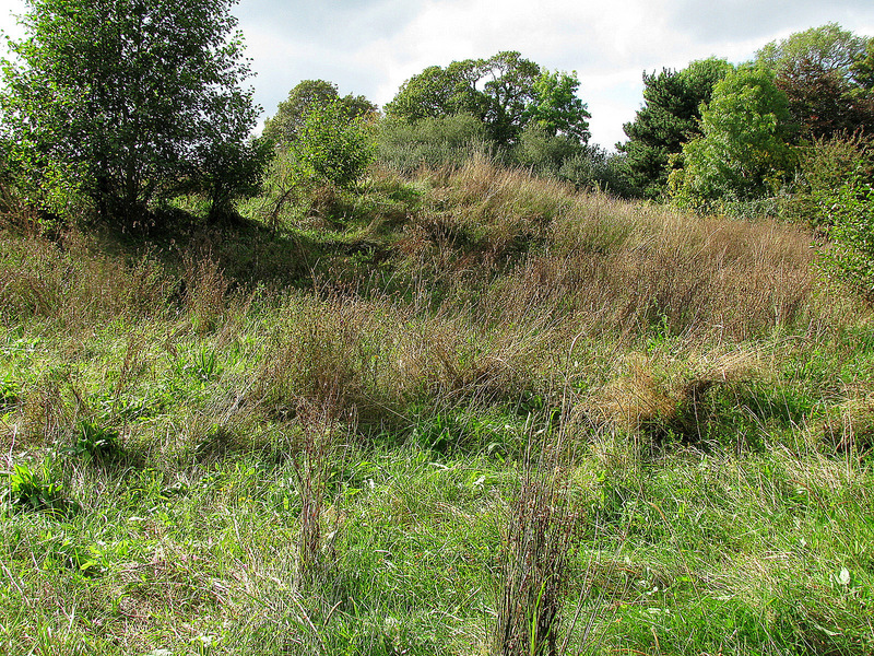 The meadow just West of the confluence.