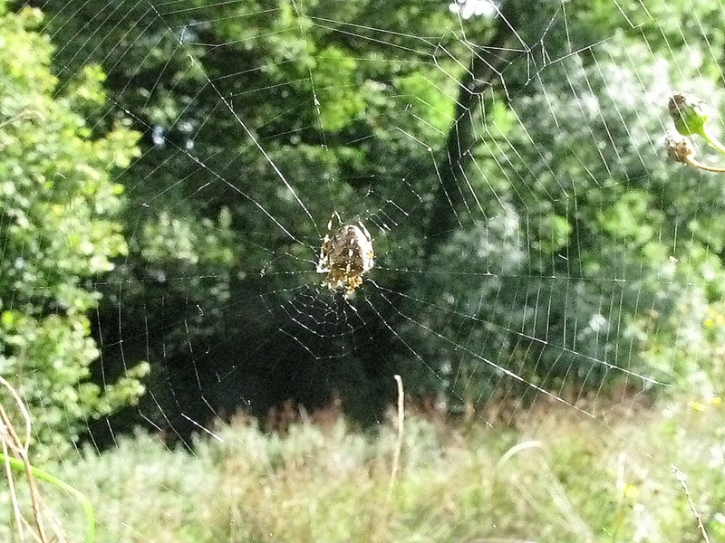 A spider web seen in the meadow.