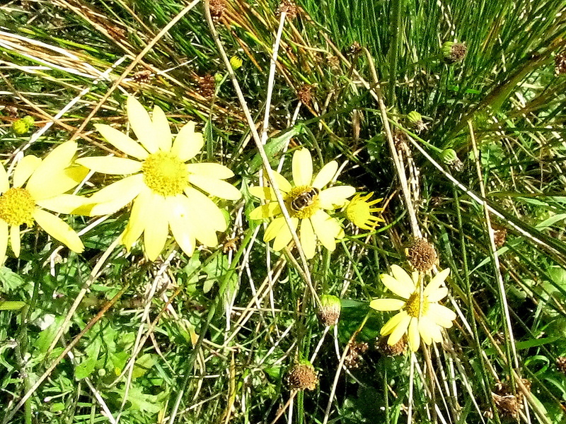 Yellow flowers in the meadow.