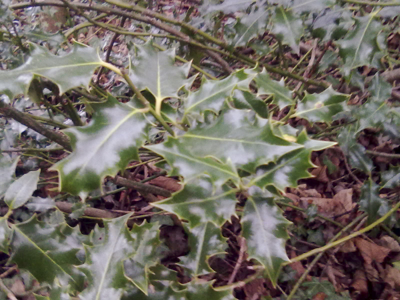 Holly