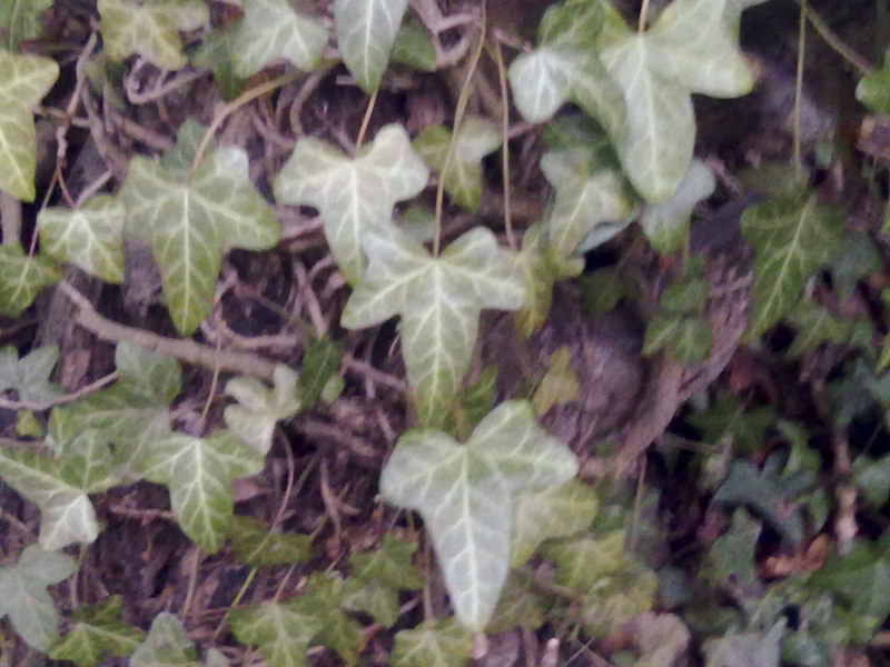 Ivy