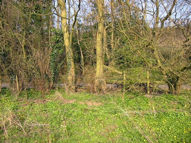 The CP - looking from inside the field to the East