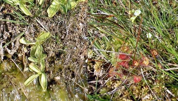 Carnivorous plants - Common Butterwort