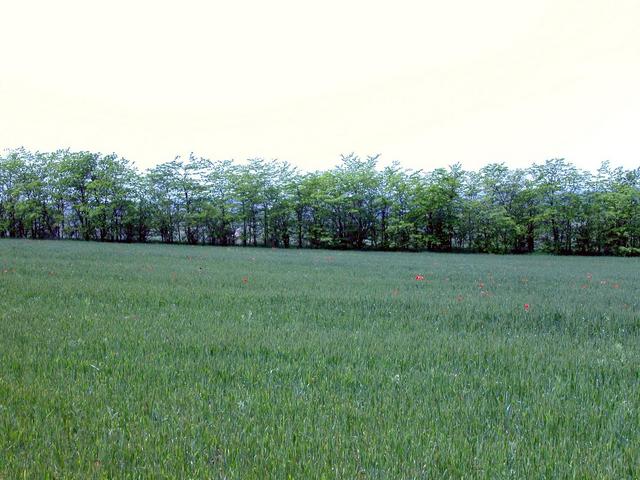 West view. We reached this forest shelter-belt by car