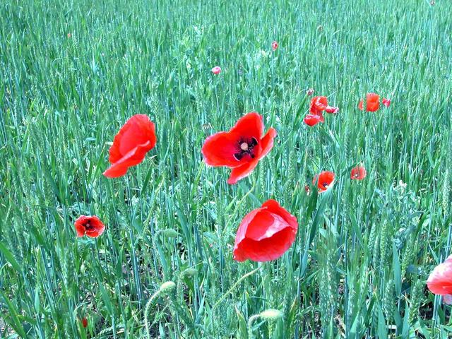 Poppies at CP