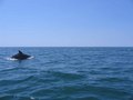 #2: Dolphin