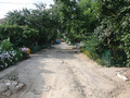 #4: Looking North from the South end of the Lane – at the right site behind the yellow flowers one find the confluence