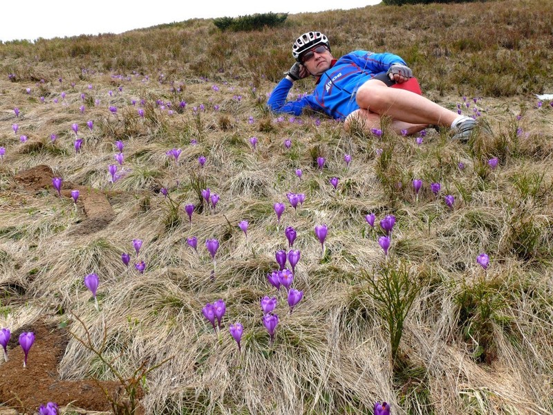 Цветущие крокусы на горной долине / Blooming crocuses in mountain valley