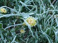 #7: Иней на траве после ночного заморозка / Grass after a night frost