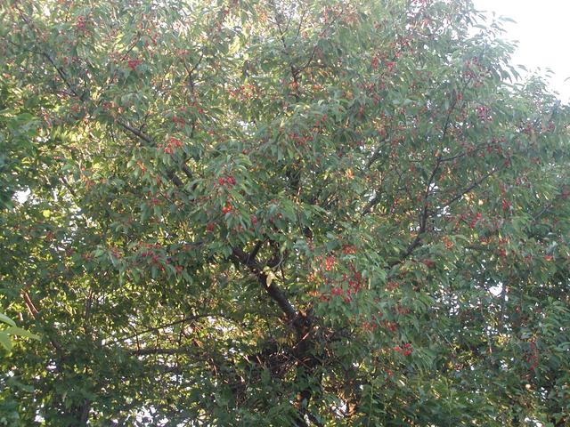 wild cherry-tree
