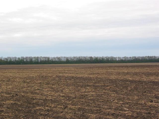 Looking east, village of Meduvata on other side of the trees