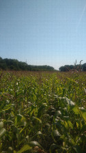 #4: View to South