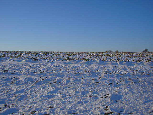West view