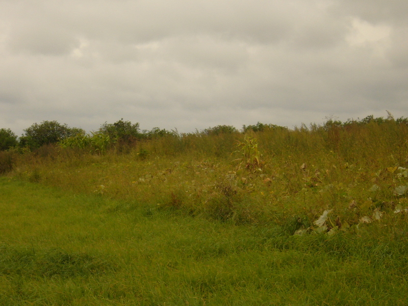 West view - Zachód