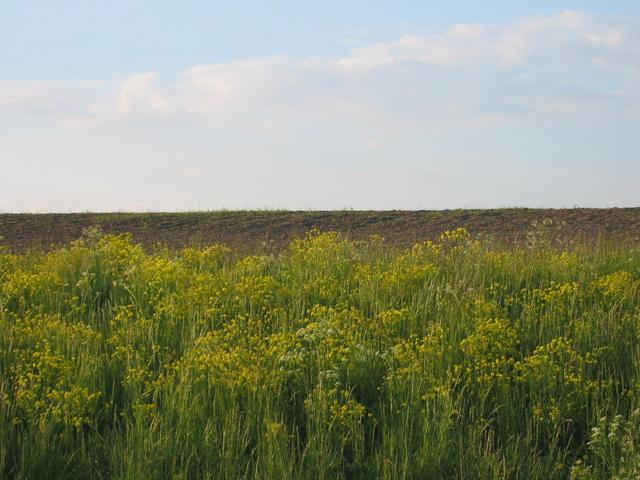 General view of the area