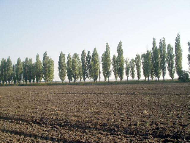 South view