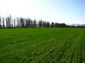 #5: West view